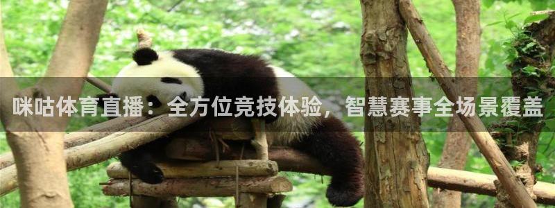919足球直播 01篮球直播：咪咕体育直播：全方位竞技体验，智慧赛事全场景覆盖